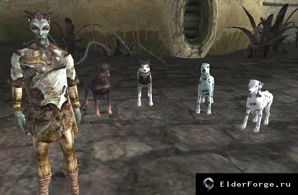 Обложка мода: 4 Dog Companions – новые собачьи спутники для Morrowind