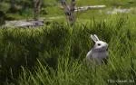 Обложка мода: Кролики в Skyrim LE: 27 уникальных вариантов с улучшенными моделями