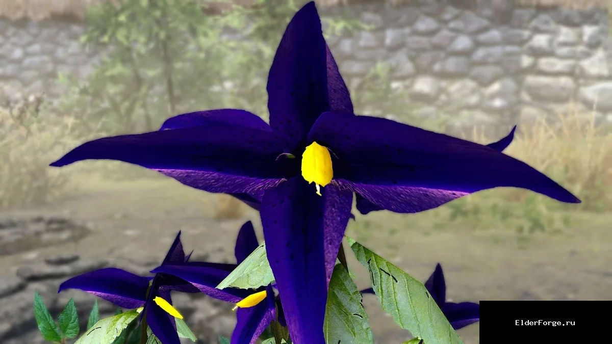 Обложка мода: Neurotic Nightshade — улучшенный ретекстур паслена для Skyrim SE
